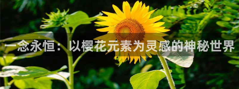 樱花视频免费观看电视剧电影大全
