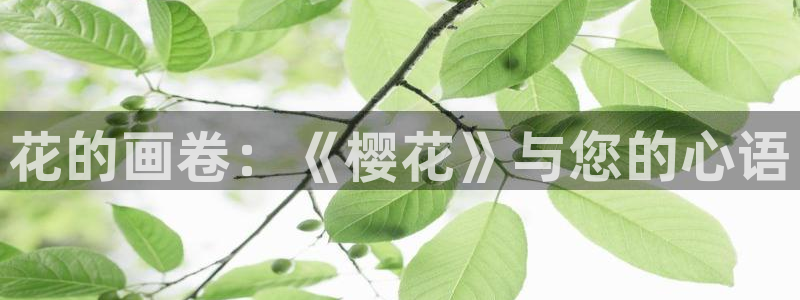 星空影视网免费观看